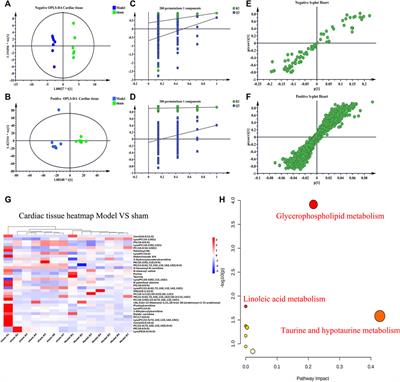 Exploring the mechanism of anti-chronic heart failure effect of qiweiqiangxin І granules based on metabolomics